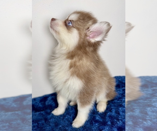Medium Photo #7 Pomsky Puppy For Sale in NASHUA, NH, USA