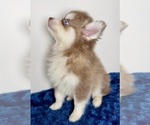 Small #6 Pomsky