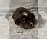 Small Photo #58 Miniature Australian Shepherd Puppy For Sale in QUINCY, CA, USA