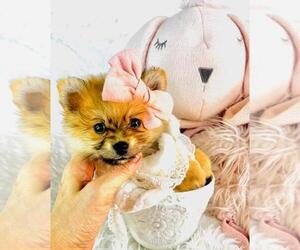 Pomeranian Puppy for sale in BOCA RATON, FL, USA