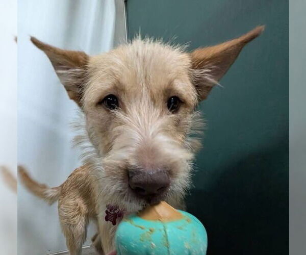 Medium Photo #14 Mutt Puppy For Sale in Grafton, WI, USA