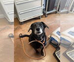 Small #1 Labrador Retriever Mix