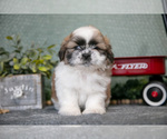 Small Photo #7 Shih Tzu Puppy For Sale in CLARE, MI, USA