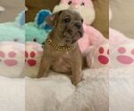 Small Photo #8 French Bulldog Puppy For Sale in CONVERSE, TX, USA