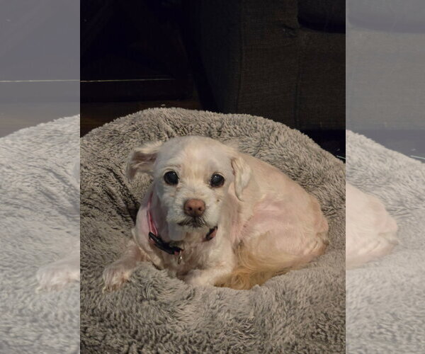 Medium Photo #1 Maltese Puppy For Sale in Fort Wayne, IN, USA
