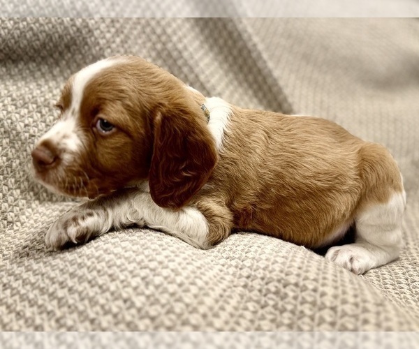 Medium Photo #4 Brittany Puppy For Sale in ORRUM, NC, USA