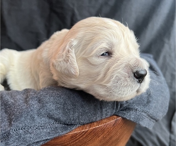 Medium Photo #5 Golden Retriever Puppy For Sale in ALPENA, MI, USA