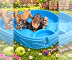Litter of 6 - Male(s) and Female(s) Yorkshire TerrierLitter of Puppies for Sale - Photo #6