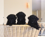 Small Photo #3 Aussiedoodle Miniature  Puppy For Sale in KINZERS, PA, USA