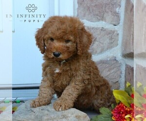 Goldendoodle (Miniature) Puppy for sale in GORDONVILLE, PA, USA