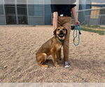Small Shepweiller