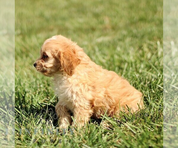 Medium Photo #4 Cavapoo Puppy For Sale in BIRD IN HAND, PA, USA