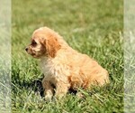 Small #3 Cavapoo