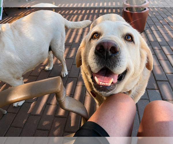 Medium Photo #4 Labrador Retriever Puppy For Sale in Clovis, CA, USA