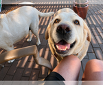 Small #3 Labrador Retriever