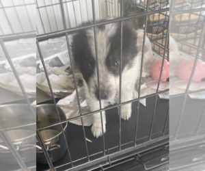 Border Collie-Unknown Mix Dogs for adoption in Unionville, PA, USA