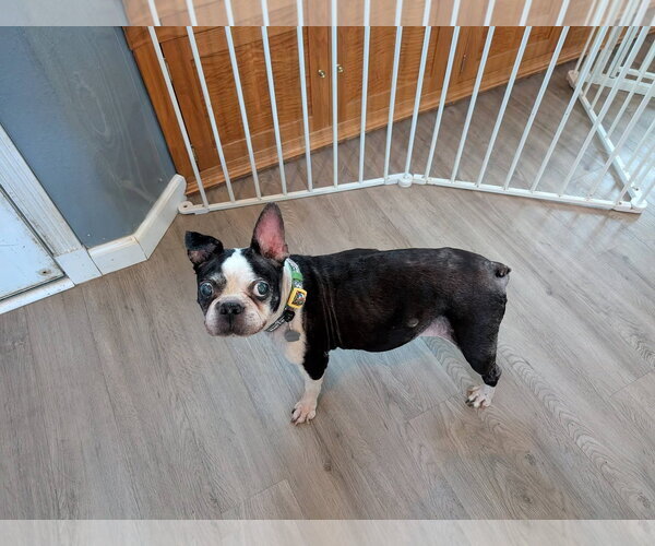 Medium Photo #2 Boston Terrier Puppy For Sale in Huntington Beach, CA, USA