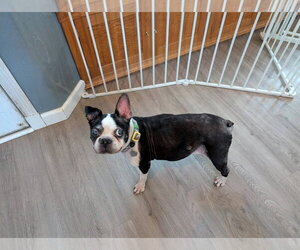 Betsy - Female Boston Terrier Dog for Adoption - Photo #2