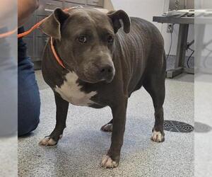 American Pit Bull Terrier Dogs for adoption in Houston, TX, USA