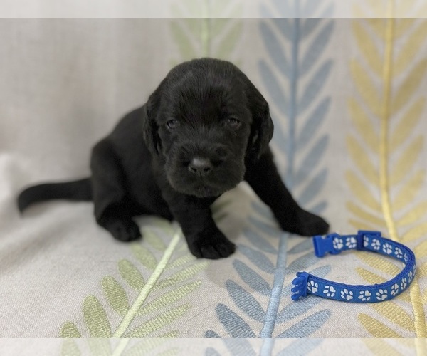 Medium Photo #9 Labradoodle Puppy For Sale in PRESCOTT VALLEY, AZ, USA