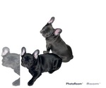 Small Photo #5 French Bulldog Puppy For Sale in FLINT, MI, USA