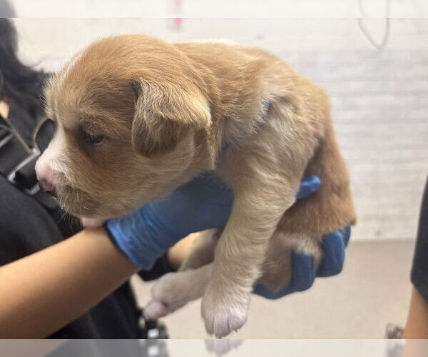 Medium Photo #1 German Shepherd Dog-Unknown Mix Puppy For Sale in San Bernardino, CA, USA