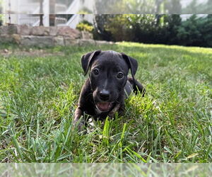 American Staffordshire Terrier-Unknown Mix Dogs for adoption in Raleigh, NC, USA