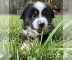 Small #2 Miniature Australian Shepherd