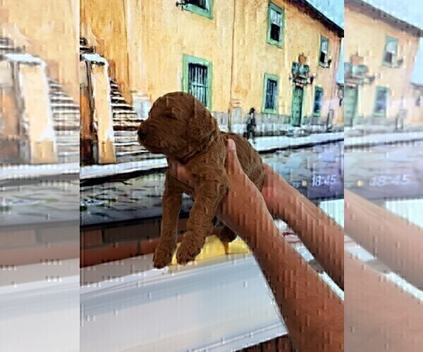 Medium Photo #15 Goldendoodle Puppy For Sale in HUNTINGTON BEACH, CA, USA