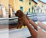 Small #14 Goldendoodle