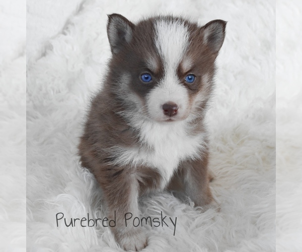Medium Photo #5 Pomsky Puppy For Sale in KANSAS CITY, MO, USA