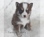 Small #4 Pomsky