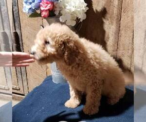 Goldendoodle-Poodle (Miniature) Mix Puppy for sale in ARTHUR, IL, USA