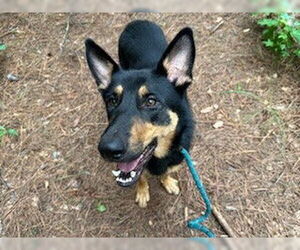 Australian Kelpie-Unknown Mix Dogs for adoption in Charlotte, NC, USA