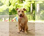 Small #11 American Pit Bull Terrier Mix