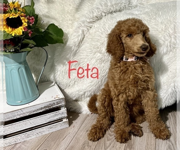 Medium Photo #5 Poodle (Standard) Puppy For Sale in CLEVER, MO, USA