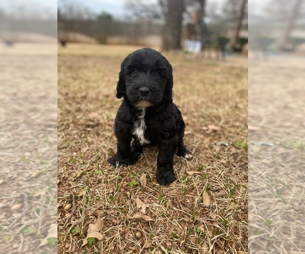 Medium Photo #7 Goldendoodle Puppy For Sale in SOUTHLAKE, TX, USA