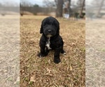 Small Photo #7 Goldendoodle Puppy For Sale in SOUTHLAKE, TX, USA