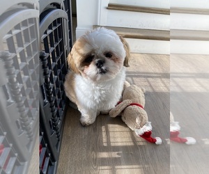 Shih Tzu Puppy for sale in BOSTON, MA, USA