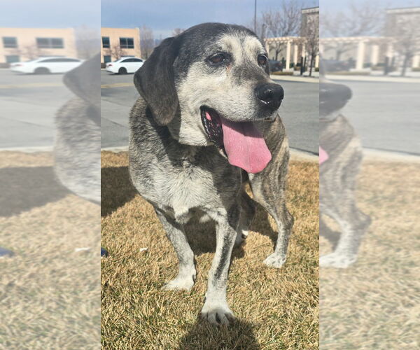 Medium Photo #5 Mutt Puppy For Sale in Salt Lake City, UT, USA