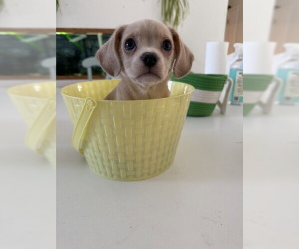 Medium Photo #4 Chihuahua-Unknown Mix Puppy For Sale in Oakhurst, NJ, USA