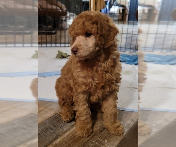 Medium Photo #4 Poodle (Miniature) Puppy For Sale in PIONEER, CA, USA