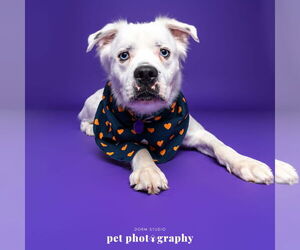 Great Pyrenees-Unknown Mix Dogs for adoption in Fargo, ND, USA