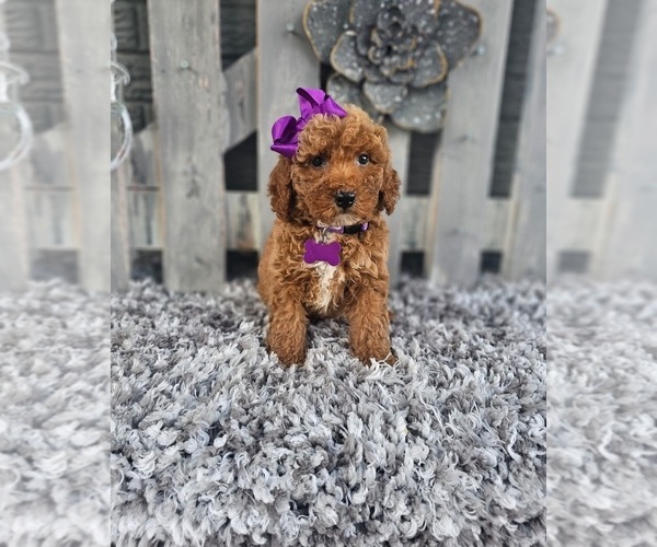 Medium Photo #2 Poodle (Miniature) Puppy For Sale in INDIANAPOLIS, IN, USA