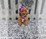 Small #1 Poodle (Miniature)