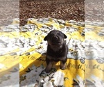 Small Photo #6 German Shepherd Dog Puppy For Sale in FRANKLIN, GA, USA