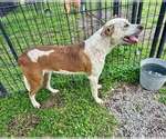 Small Photo #4 Mutt Puppy For Sale in Abbeville, LA, USA