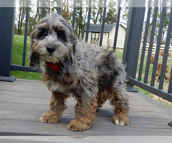 Medium Photo #2 Cock-A-Poo Puppy For Sale in MILLERSBURG, OH, USA
