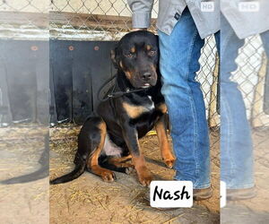 Rottweiler-Unknown Mix Dogs for adoption in Foristell, MO, USA