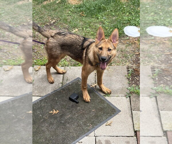 Medium Photo #2 Mutt Puppy For Sale in Andover, MN, USA